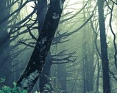 Teal Forest - 12 x 18 Photography Art Print- Olympic National Forest