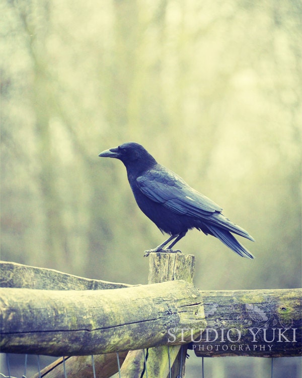 Crow Photograph, Nature Decor, Spring, Ethereal, Blue, Animal, Bird, Morning Light, Animal Photo, Soft, Pastel, Decorative, Landscape - Poe