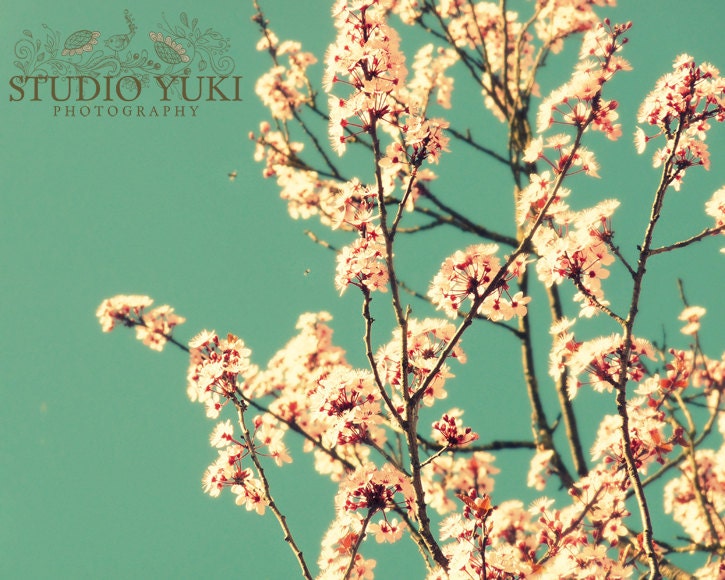 Flower Photography - Blossom aqua pink flowers cottage art shabby chic garden - fine art photography - Its oh so quiet