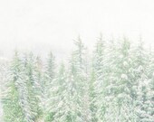 Pine Tree Photograph 8x10, Winter Photography, Winter Nature Photo, Mint Green White Decor, Forest Wall Art, Ski Lodge Decor, Snow Picture