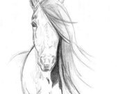 Malia  Art Watercolor Painting Print Original  Painting 8x11 Animal Horse Home Decor Illustration  Black and White