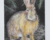 Snowshoe Hare Summer Attire etching hand-pulled and hand colored