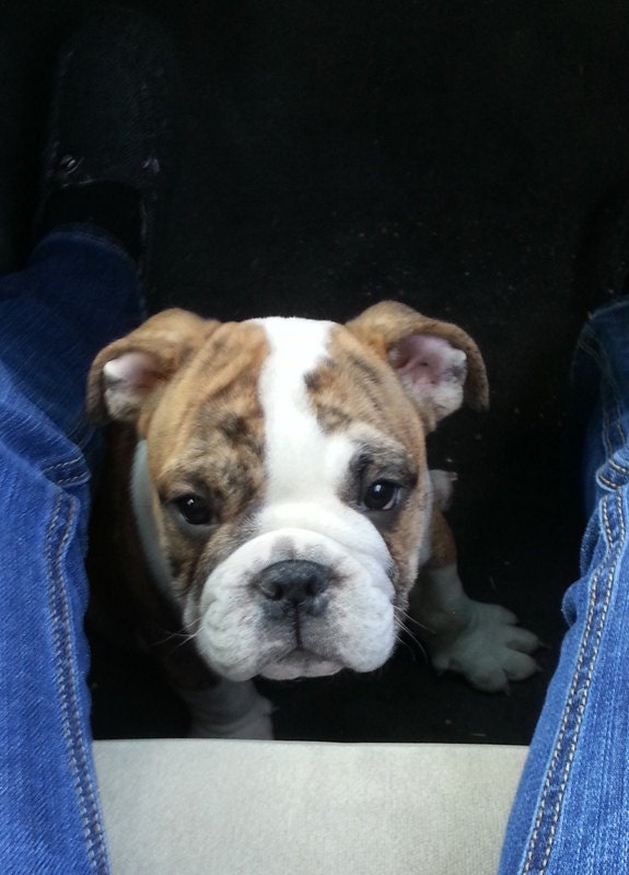 Stock Photography  Bulldog Puppy Digital Art Photography