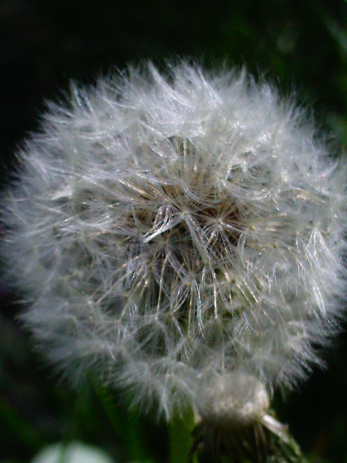 Stock Photography Flower Fine Art Digital Photography