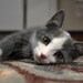 Gray Kitten blank notecards - set of 5