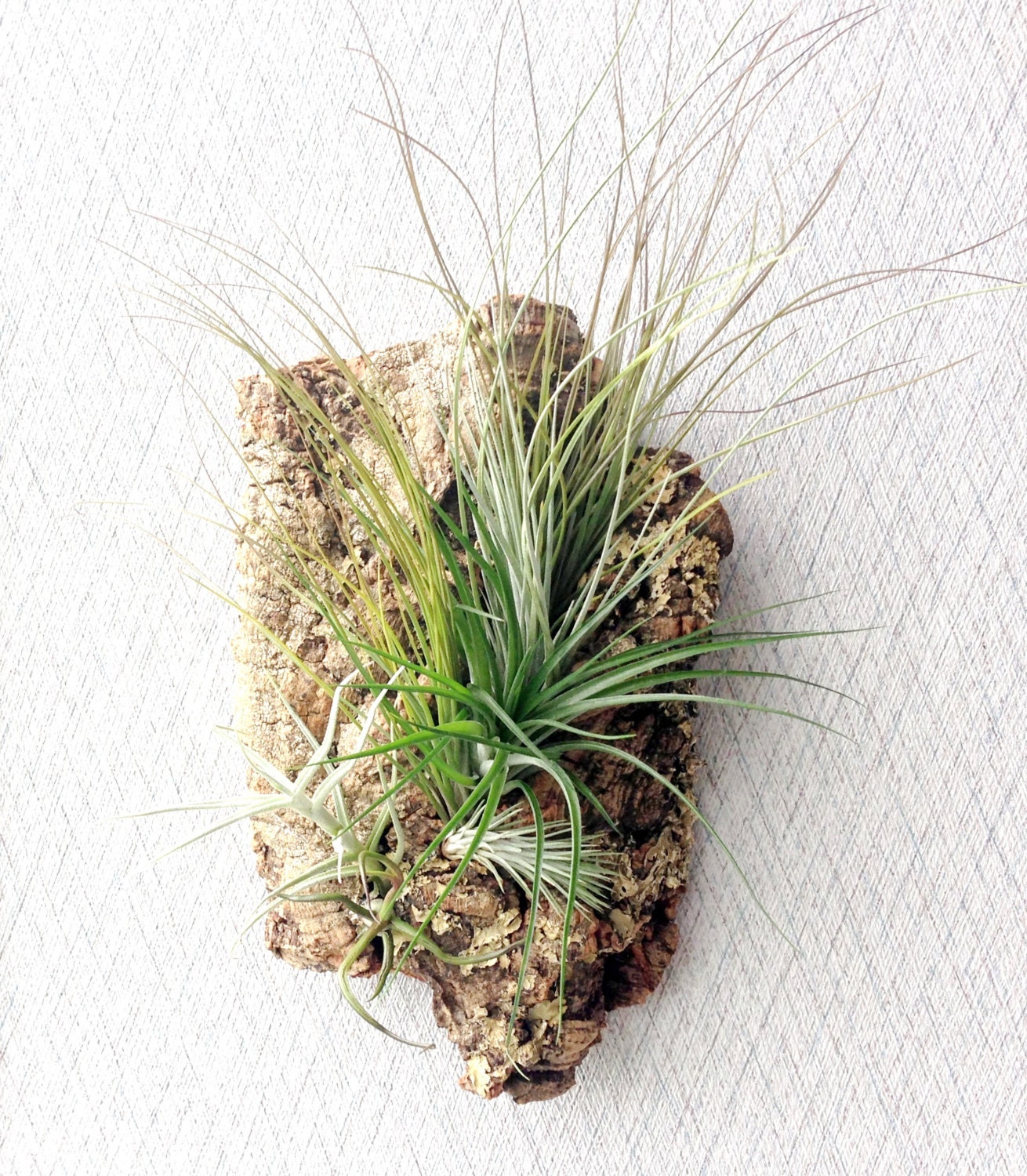 Wall Garden: Air Plants on Sustainable Virgin Cork Bark