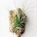 Wall Garden: Air Plants on Sustainable Virgin Cork Bark