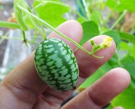 baby watermelon cucumber baby watermelon cucumber