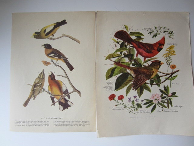 11 Vintage Bird Prints ready to Frame