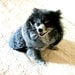 Cotton Small Dog's Dress Pomeranian - Black and White Gingham and Abstract Print with Polka Dot Ribbon