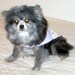 Canine Clothes Made to Order for Small Sizes - Flannel Dress w/Lavender Bodice and Multicolored Skirt and Satin Trim