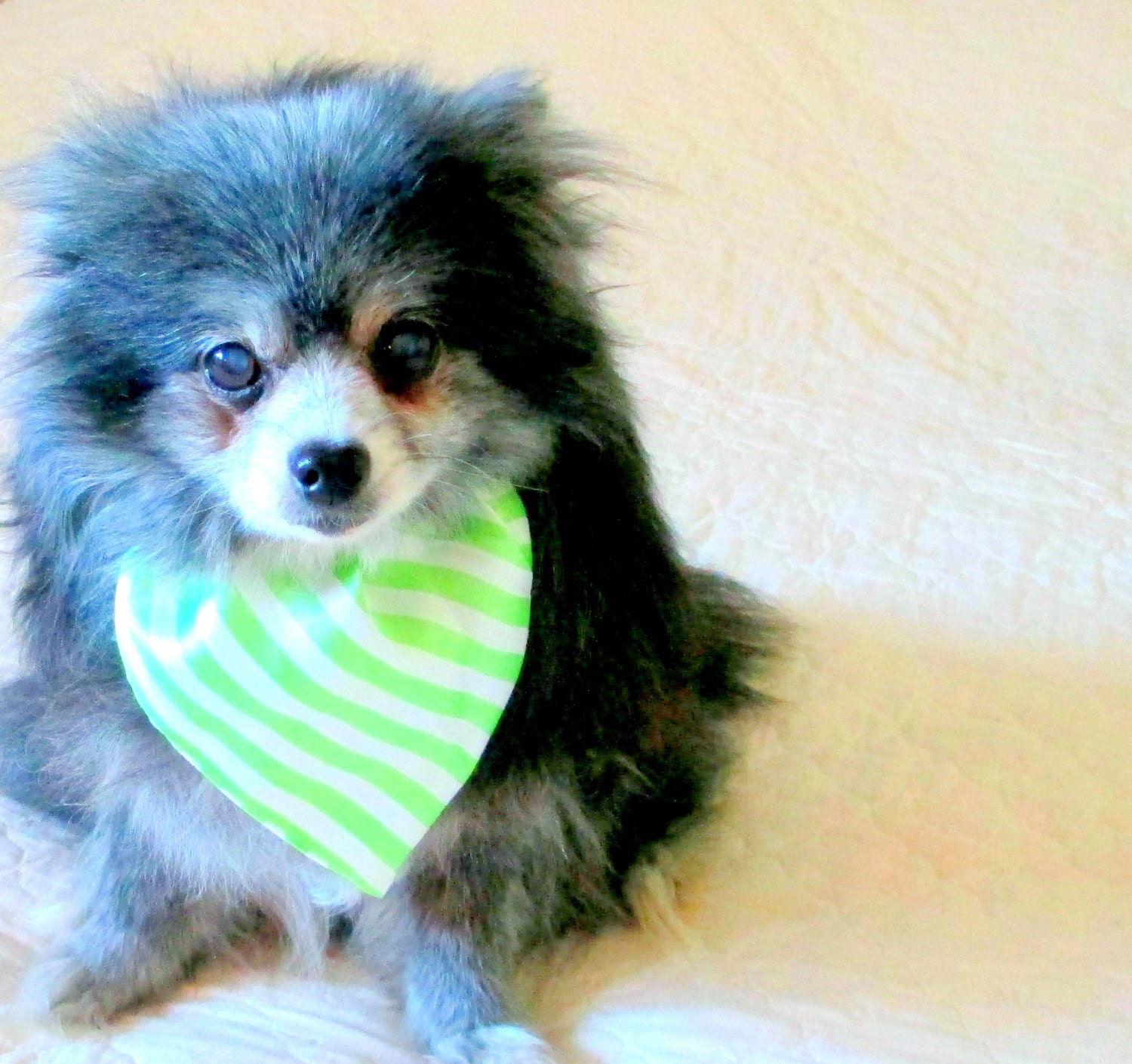 Dog Cravat Tie for Toy Breed for Shih Tzu and Others - Made to Order Lime & White Striped Satin