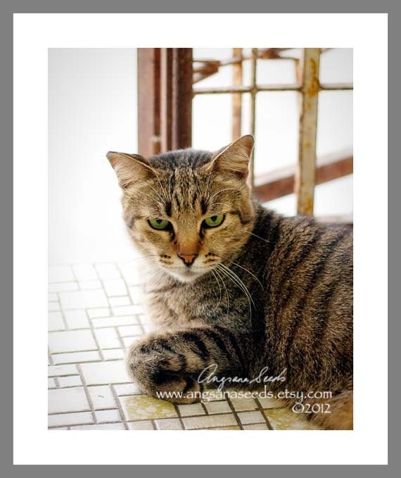 Cat photo, Pet photography, Portrait, Tabby, animal photo, Nursery, 8x10, wall decor, animal lover, for her