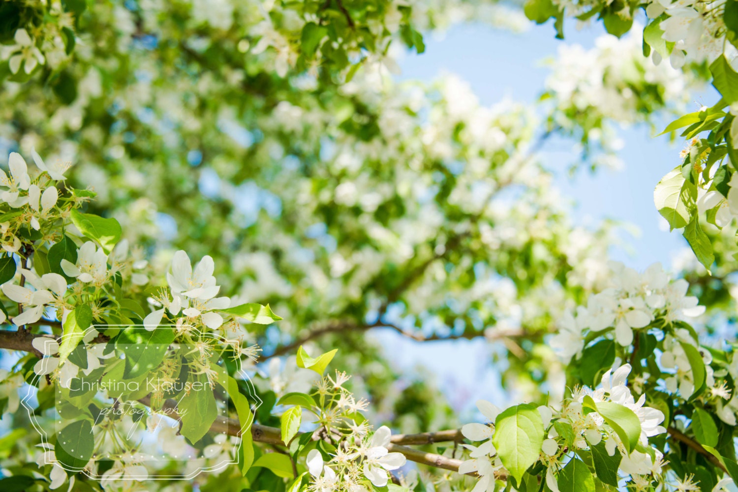 Nature Flower Photography.  Apple Blossoms in Spring Photo.  Wisconsin Spring.  Blue. Green. Buds. Fine Art Photography 16x24 Print