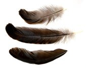 Feathers Black with Gold Flecked edges and Black Rib 9
