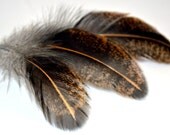Feathers Gold Specked Black Medium 35