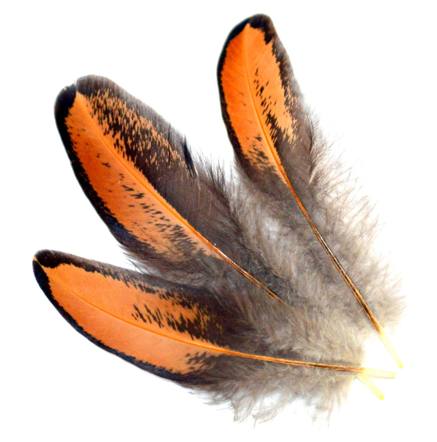 Feathers Gold and Black Small 30