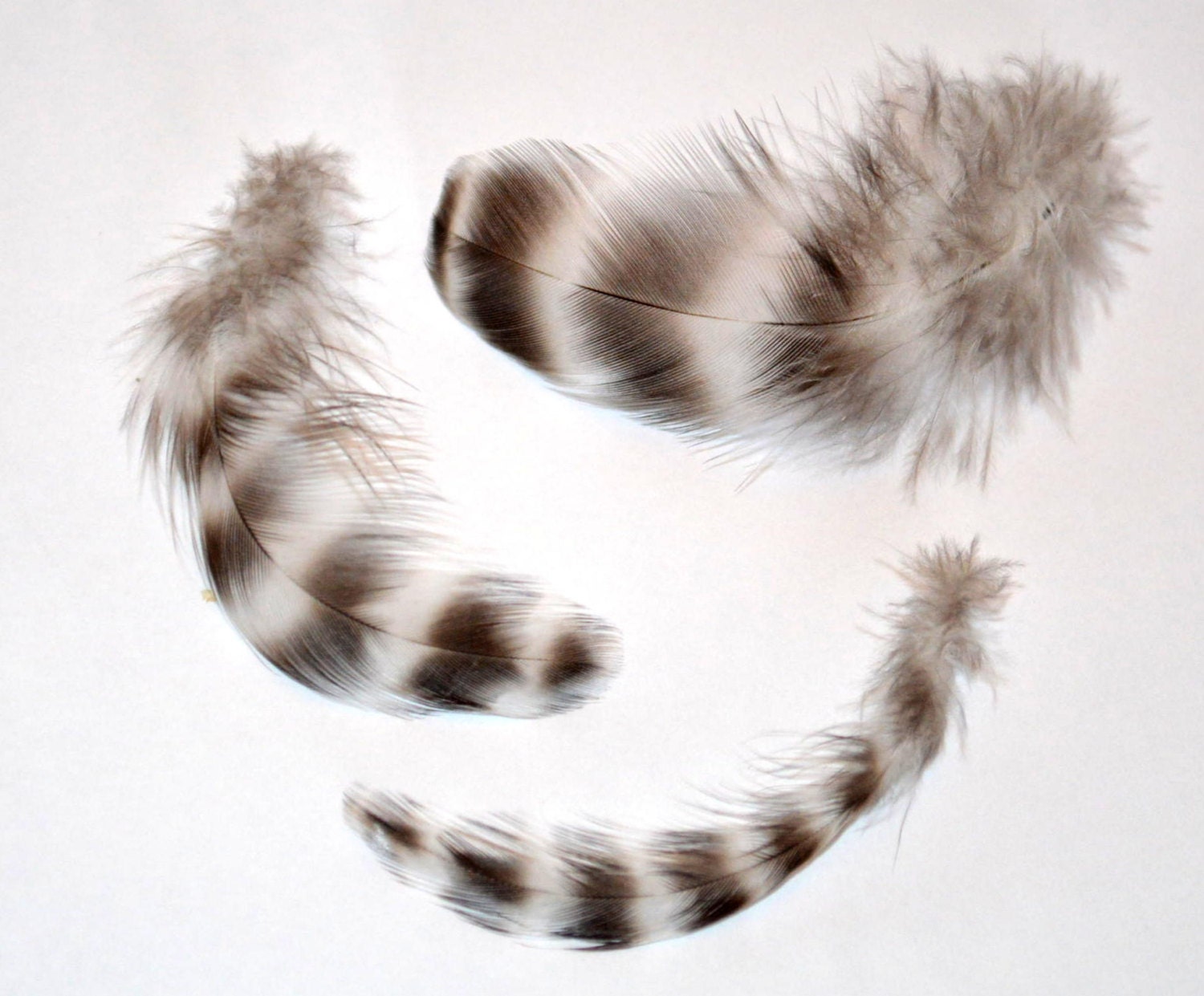 Feathers Barred Black and White 2-3 inches