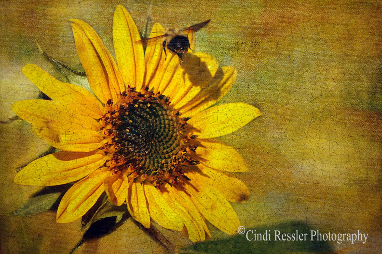 Sunflower with Bumble Bee, 5x7 Fine Art Photogrpahy, Flower Photography, Floral Photography - CindiRessler
