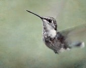 Hummingbird Photograph, Green and Gray Decor, Flying Bird, Shabby chic, Cottage Chic, Nature Photography, 8x10 Wall Print - MySweetReveries