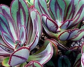 Succulent Plant - Echeveria Nodulosa