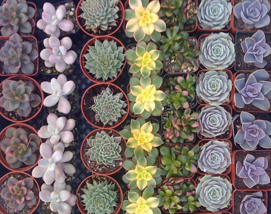 SUCCULENT PLANTS, Succulent Wedding Favors, Terrarium Succulents, Succulent Wedding