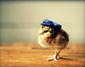 Photo Print 8x10 Chick Wearing A Newsboy Hat Photograph