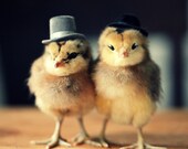 Note Card Chicks in Top Hats Folded Photo Greeting Card With Envelope (1)