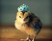 Greeting Card Set Chick in Crown Folded Photo Note Cards With Envelopes (4)