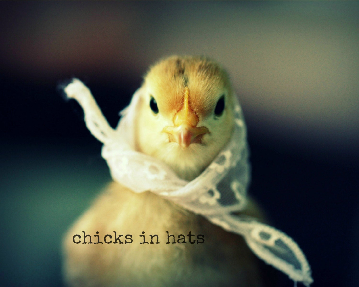 Photo Print 8x10 Chick Wearing A White Lace Kerchief Photograph