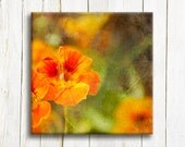 Canvas art, Orange Nasturtiums flowers, 30x30 cm, 12"x12", Free shipping