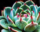 Green and Pink Succulent - Nature Photography -  San Francisco - Fine Art Photography - WorldPhotosByPaola