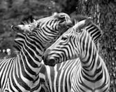 Zebra Print Decor, Black and White Photo, Wildlife Photography, Fine Art Photo, 5x7 or 8x10