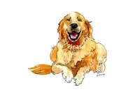 Golden Retriever Drawing in Pen & Ink with Watercolor, Pet Portraits, Dog Paintings, Memorials, in Gold, Rust, art print