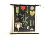 Vintage Pull-Down Chart- late 1800s/early 1900s- Germany- Educational Classroom Poster- Klatschmohn-poppy