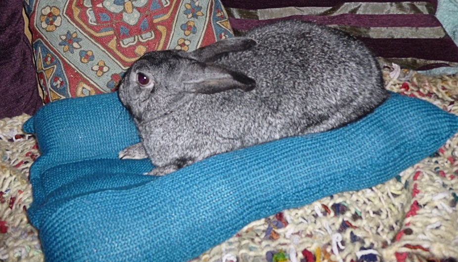 Bunny Hugger side by side bed  for a small to medium sized rabbit teal blue wool free