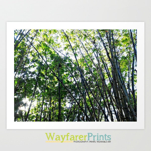 Bamboo Tree Forest - Nature Park Green Photography landscape florida miami foliage photography print 5x5 5x7 8x10 more sizes