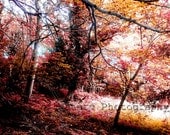 Fine Art Photography Forest Woodland Autumn Fall Red Orange Leaves Trees Photography Surreal Sunlight 11x17" Printed to Order