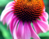 pink and orange flower photography macro 5x7 fine art print green leaves spring floral summer photo nature Mothers Day gift
