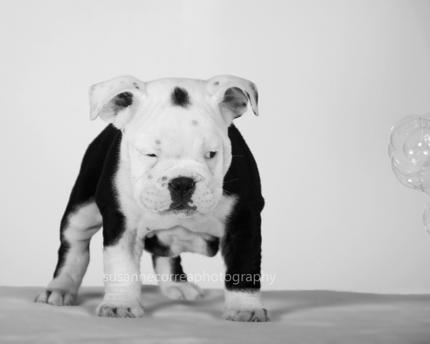 Bulldog, english bulldog, dog, bubbles, animals, pets, fine art photography, home decor, dog lover