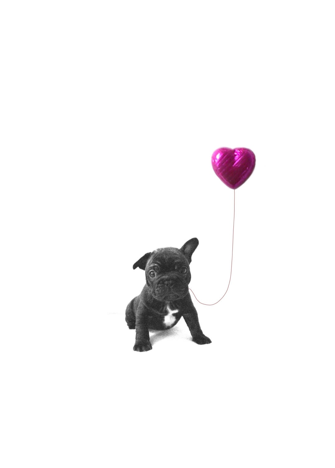 Set of five French bulldog puppy love cards