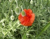 Matted Photo Print - Jennifer Love Artwork Pretty Poppy and Seed Pods  SFA EBSQ 5 x 7