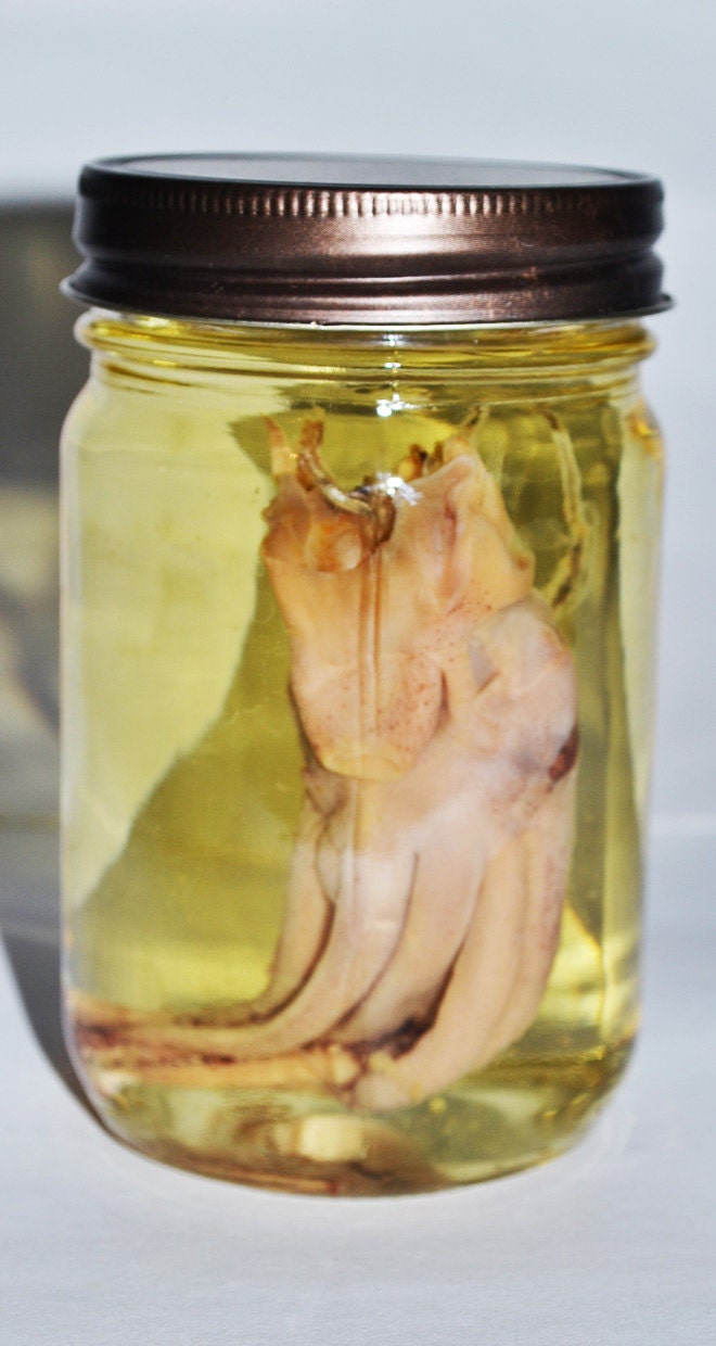 WAS 30.00 Steampunk Victorian Laboratory Cephalopod Squid Head Specimen Jar CLEARANCE