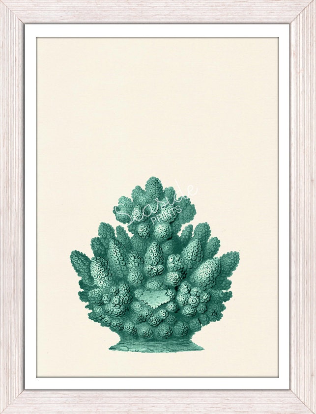 Antique sealife Illustration - Coral in turquoise - sea life print - Marine  sea life illustration A4 print