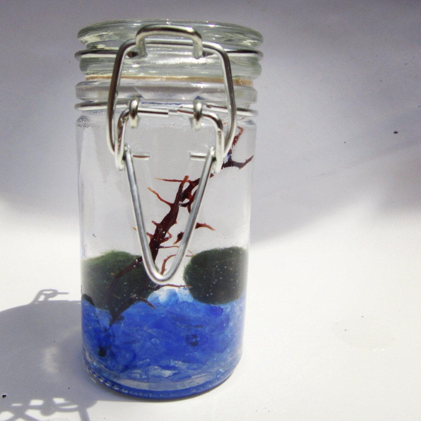 Marimo zen terrarium in the deep blue sea: live marimo moss balls in beach blue sea terrarium