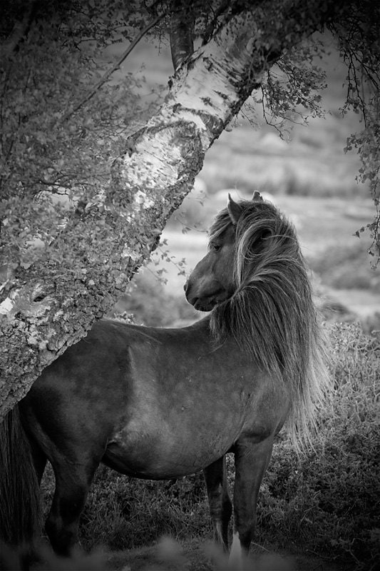 Horse photo, colour, black and white, animal photograph, fine art photograph, welsh mountain pony, 18x12