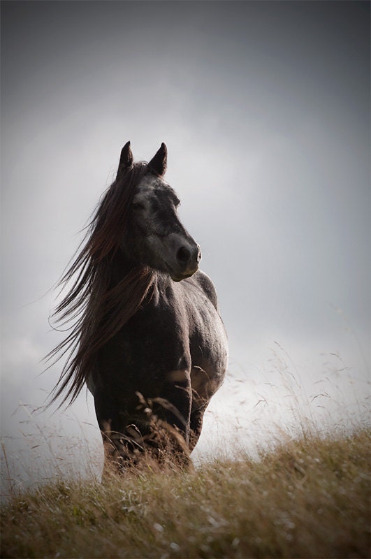 Equine art, horse photography, fine art print, animal photograph, 'wild Fell pony' 12x8