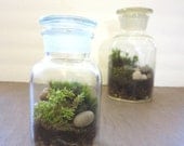 Green is Good....Mini Apothecary Jar Terrarium Terrarium Moss Terrarium Apothecary Jar Live Moss Terrarium Green Gift Miniature Terrarium
