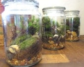 The Jolly Green Terrarium.... Live Moss Terrarium in a Glass Apothecary Jar Great Desktop Terrarium Apartment Garden Live Plants