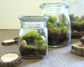 Our Perfect Mini....Terrarium Miniature Terrarium Indoor Garden Tiny Terrarium Live Moss Miniature Green Modern Gift